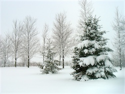 Winter Scene Image
