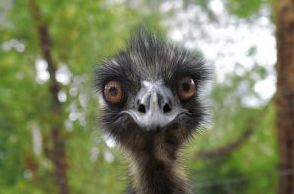 Stupid Emu