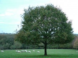 Oak Tree Image