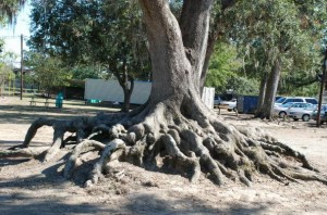 Picture of Tree Roots