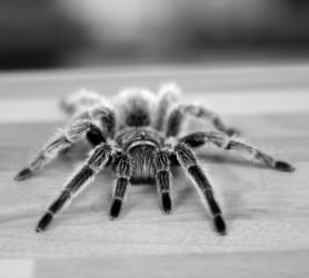 Spider Terror Image