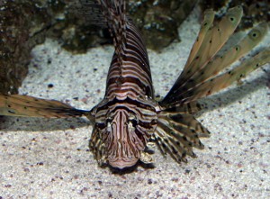 Lionfish Image