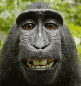 Monkey Selfie Image